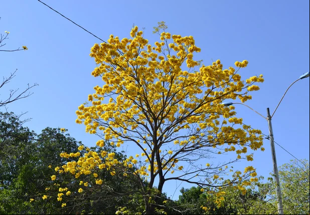 Ipês colorem as ruas no aniversário de 165 anos de Teresina