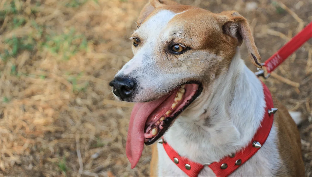 Cachorrinha