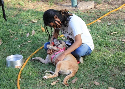 Cães para adoção 