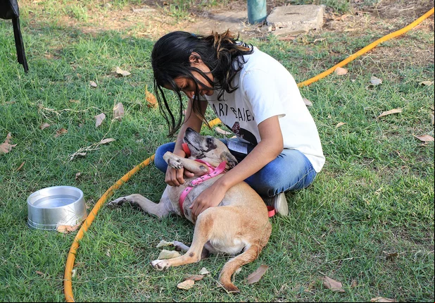 Cães para adoção 