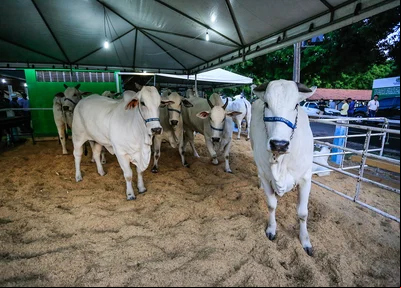 67ª Exposição Agropecuária do Piauí  
