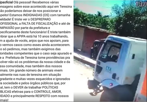 Posicionamento da APIPA sobre o atropelamento do cachorro