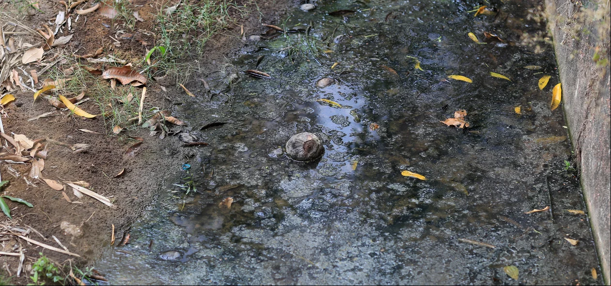 Pouca água que restou para refrescar os leões se transformou em esgoto