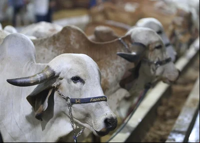 Gado leiloado na Expoapi