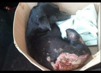 Cachorrinha foi queimada 