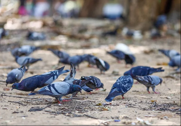 Pombos da Praça da Bandeira oferecem riscos à saúde