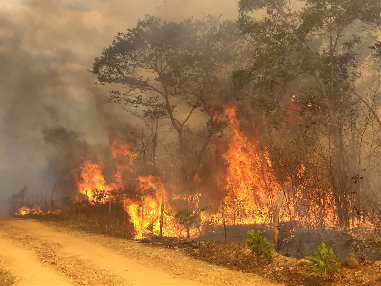 Incêndio em Piripiri