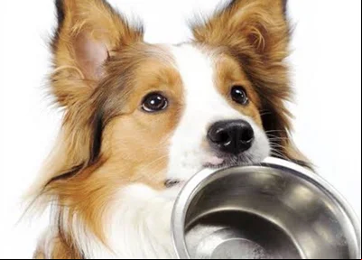 Cachorro