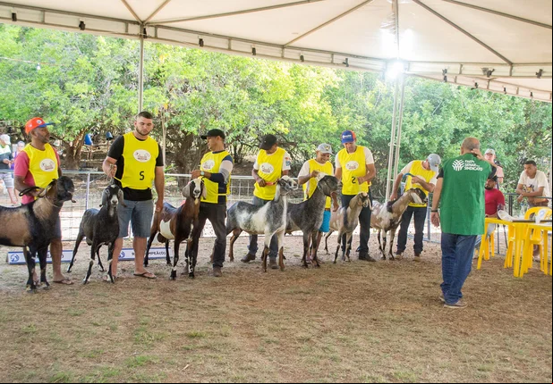 Prefeitura Municipal realiza a XIII Expofeira de Caprinos e Ovinos