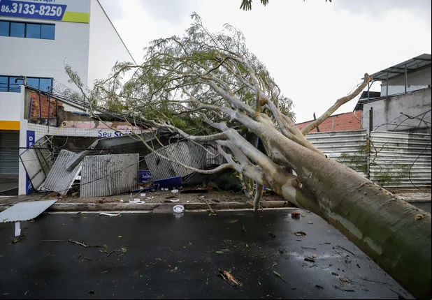 Angico branco cai e destrói fachada de clínica em Teresina