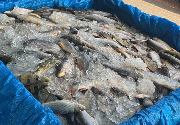 Apreensão de meia tonelada de peixes em São Raimundo Nonato