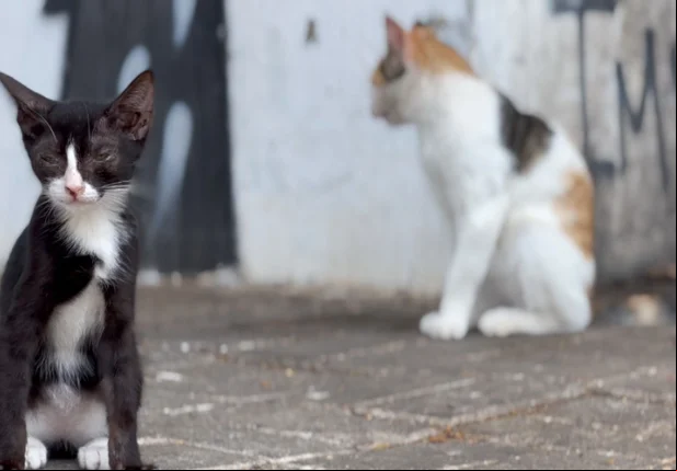Crimes de maus-tratos e abandono de animais crescem no Piauí